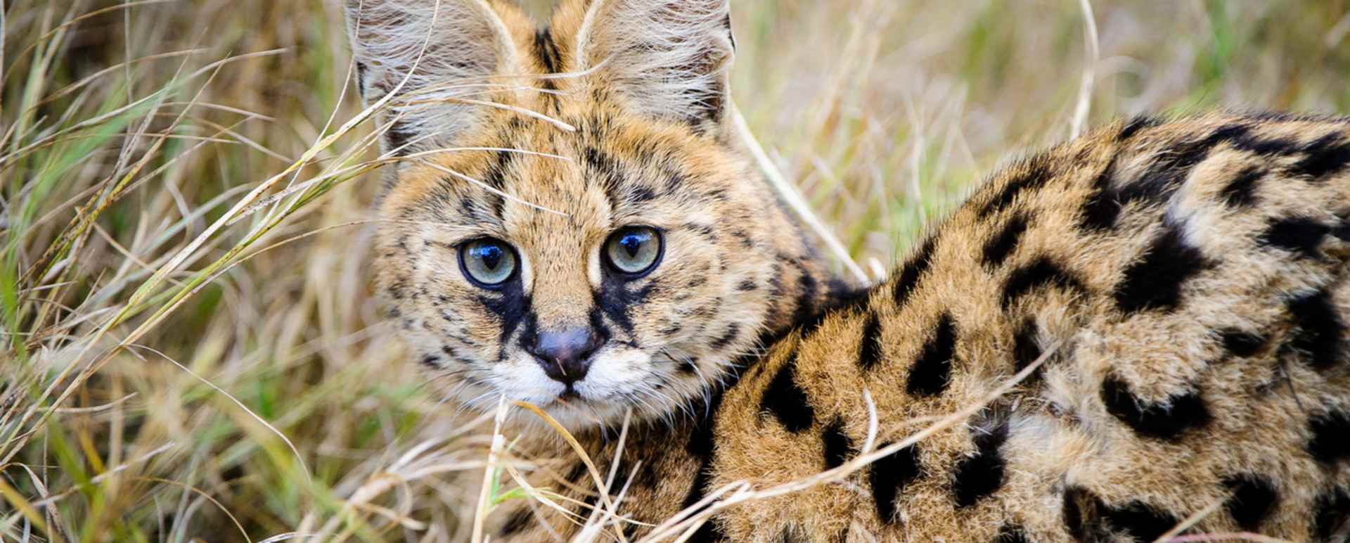 Serval - Mombo Camp