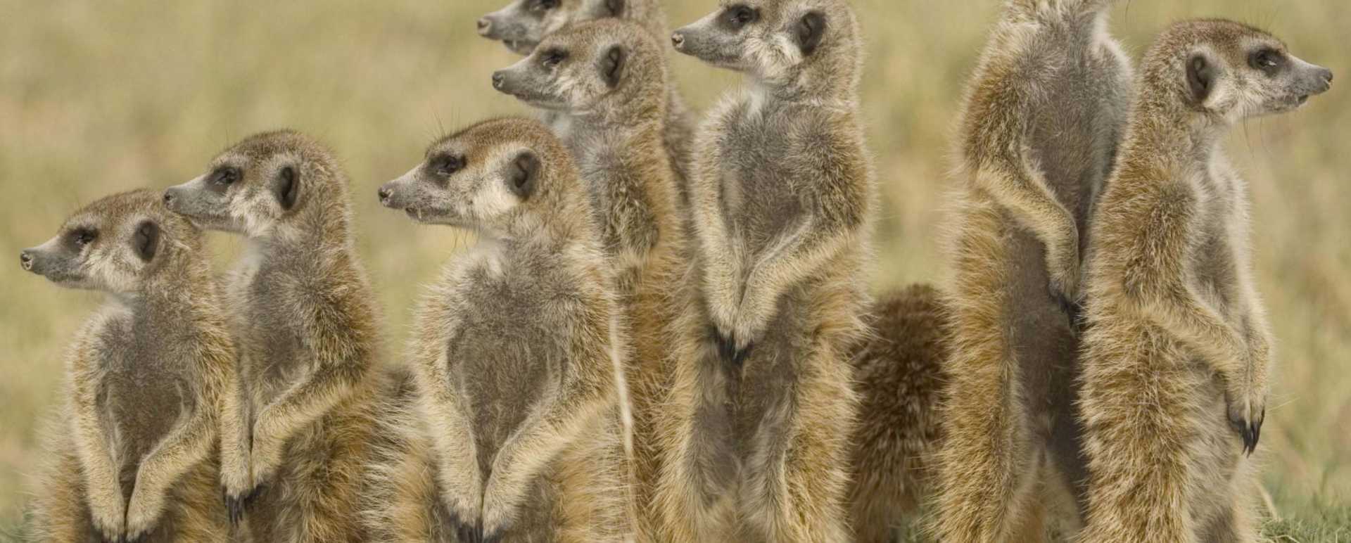 Meerkats on the Makgadikgadi
