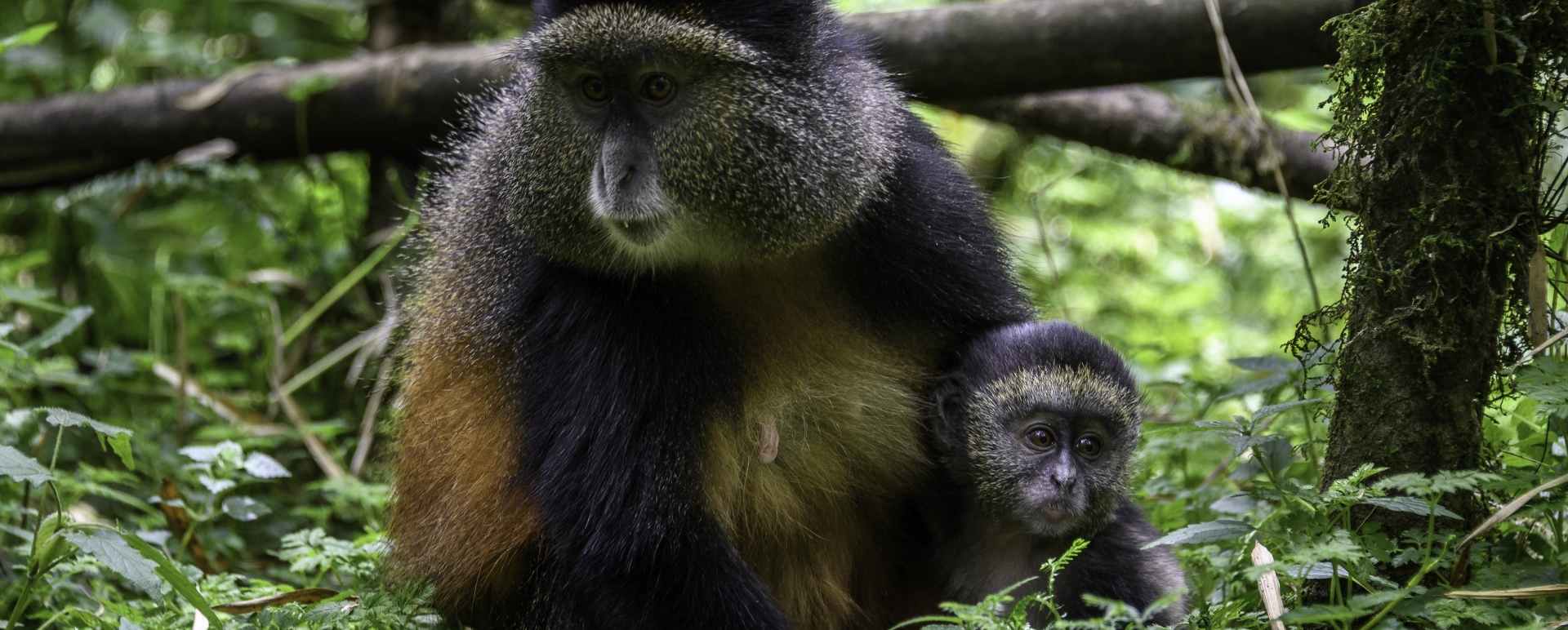 Golden monkey