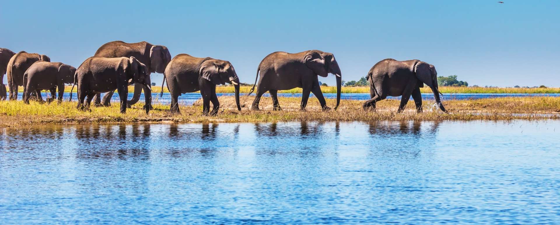 Elephants in the Delta - Essential Botswana