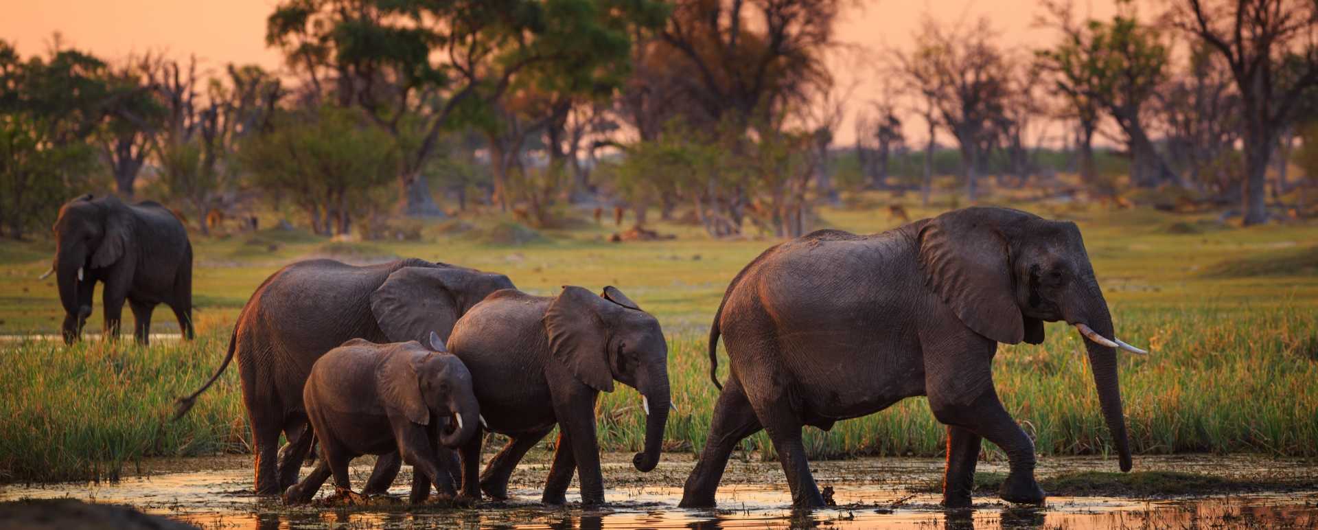 Elephants in the Delta - Essential Botswana