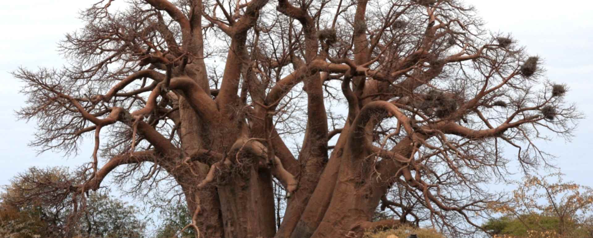 Riding to the Chapman's Baobab - The Delta and Salt Pans