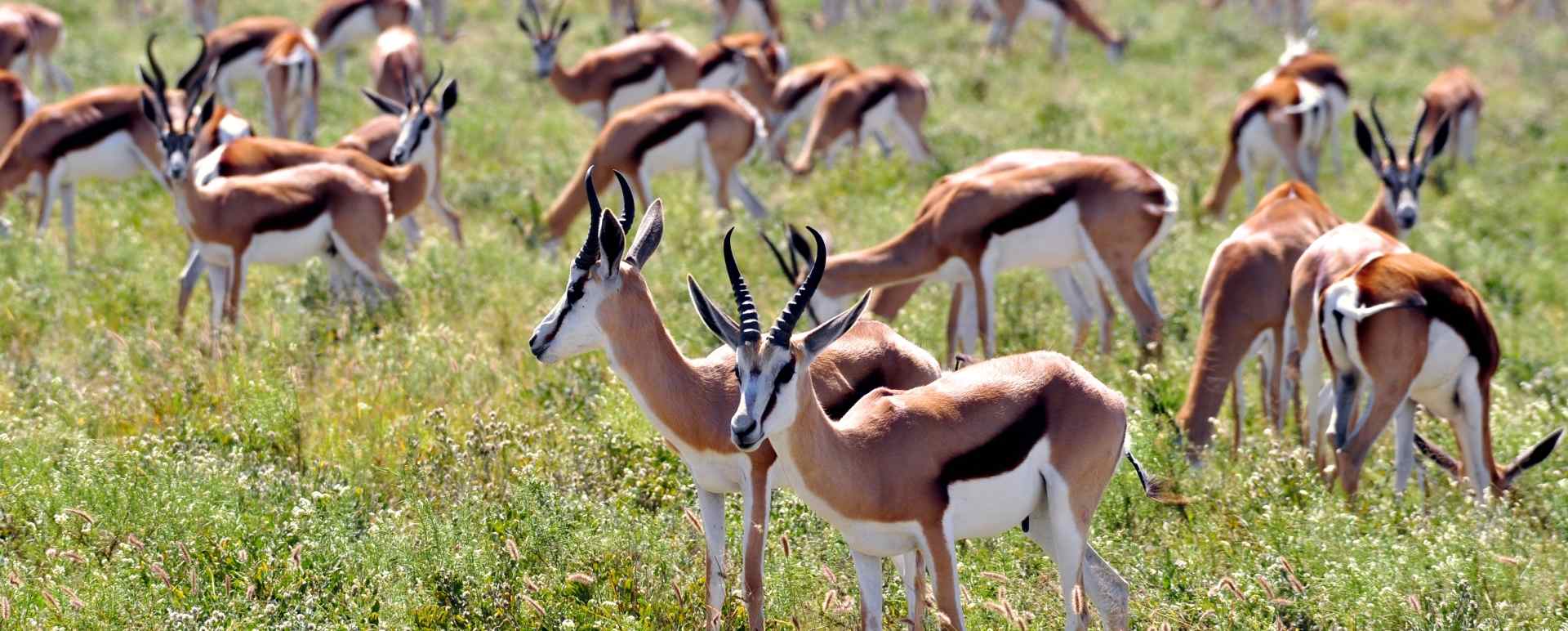 Springbok in the Kalahari 