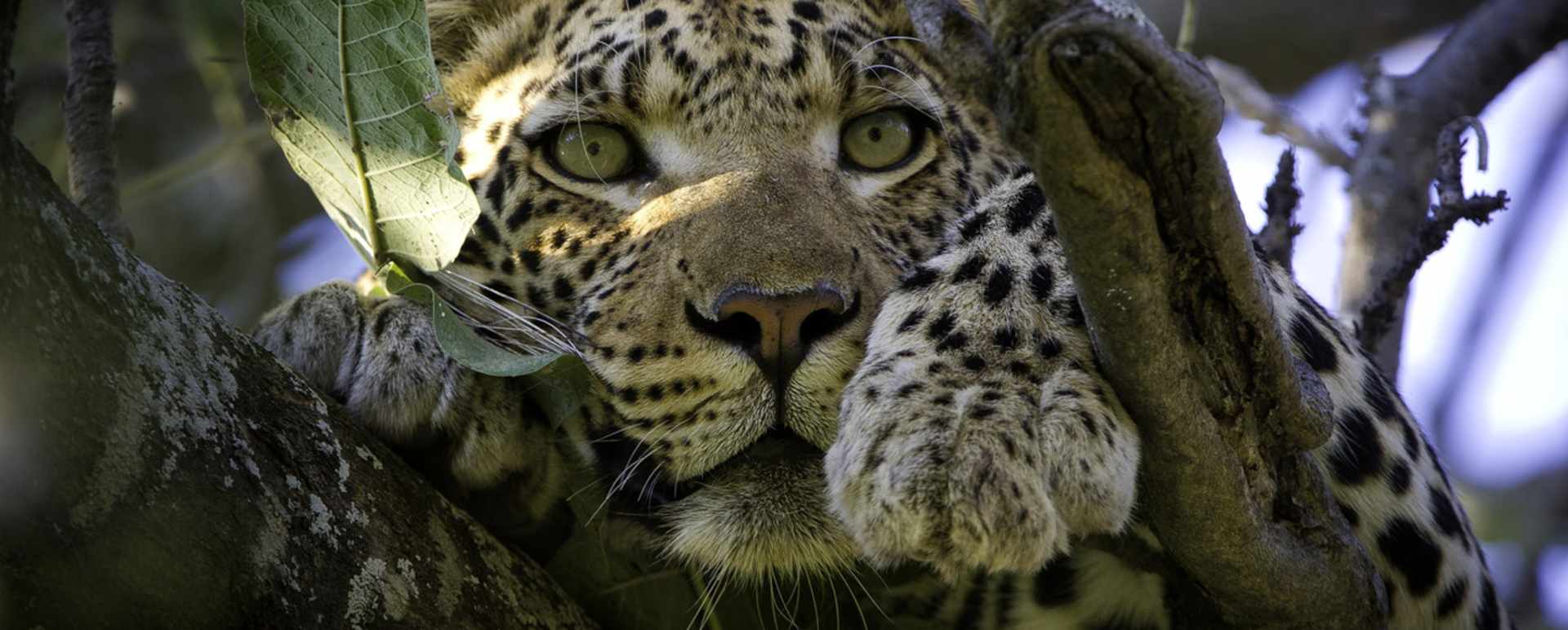 Leopard at Vumbura Plains 