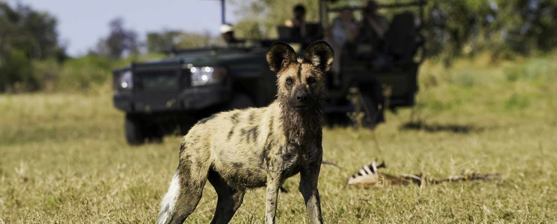 Wild dog in Linaynti 