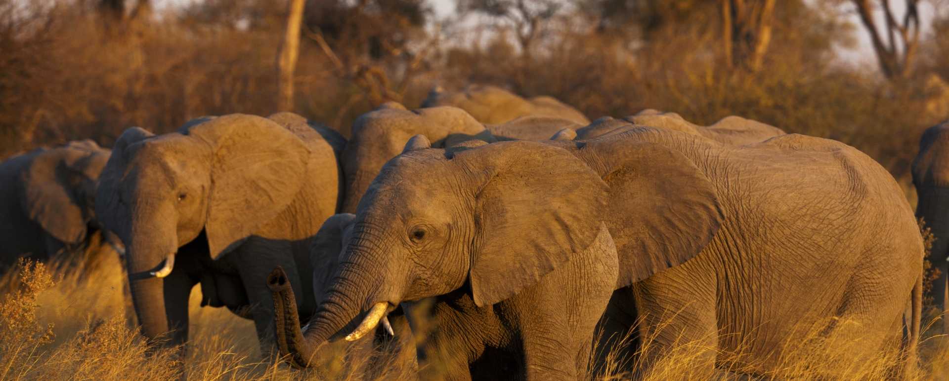 Elephants in Linyanti 