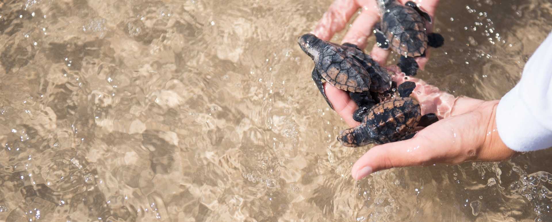 Turtles - Txai Resort