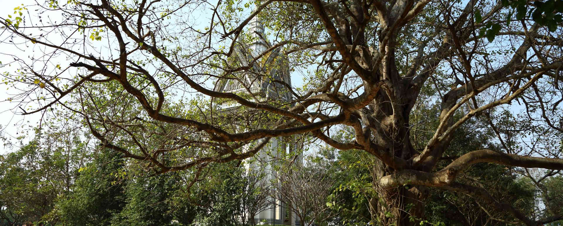 Genocide Museum and The Killing Fields