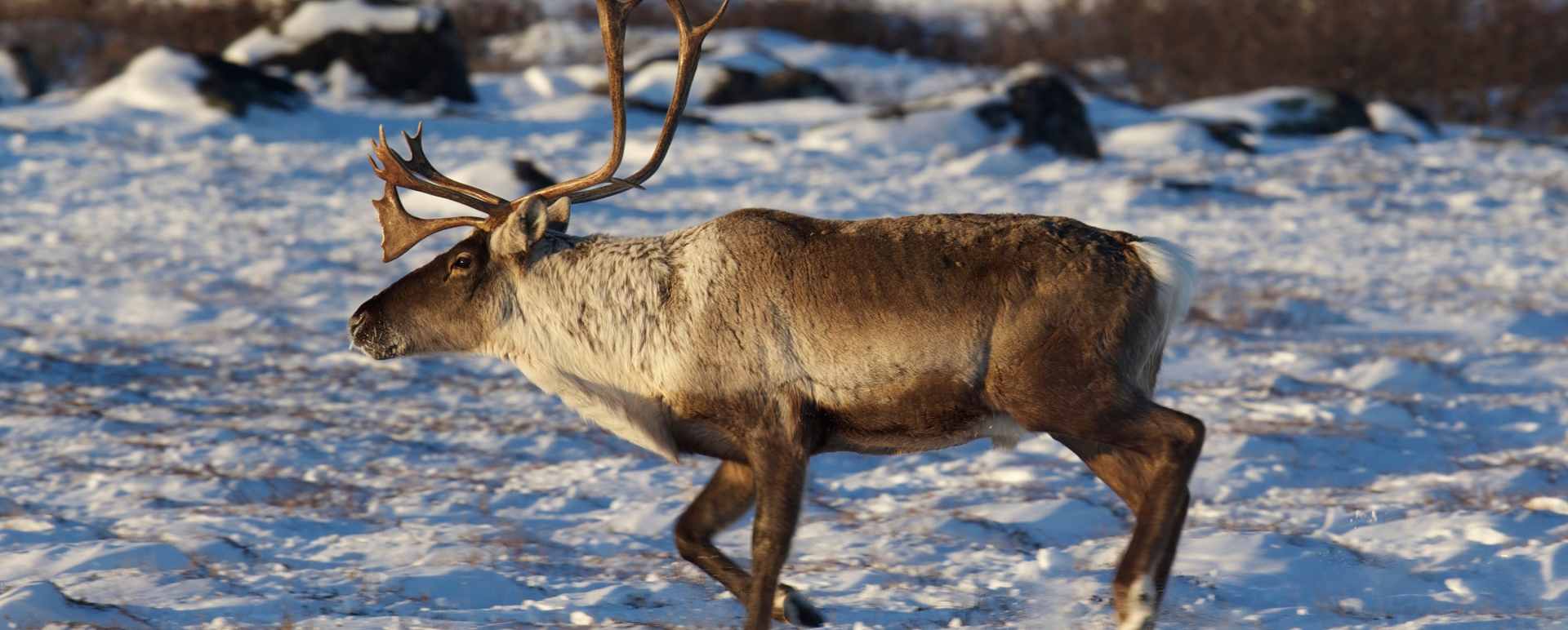 Caribou Bull 