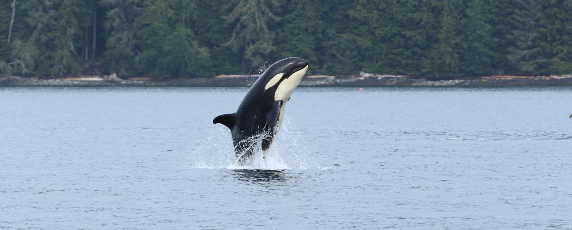 Orca Beach 