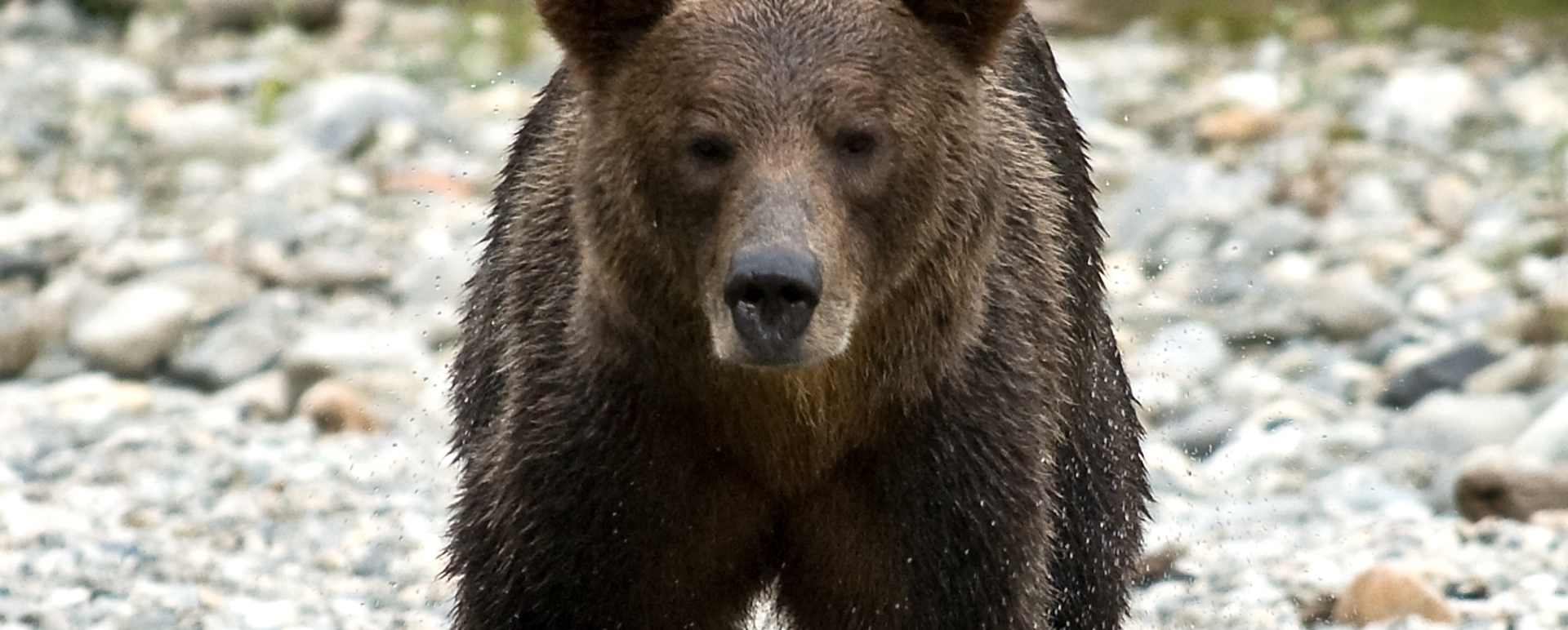 Bear - Sonora Resort