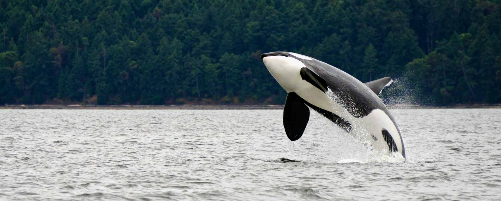 Vancouver Whale Watching Trip