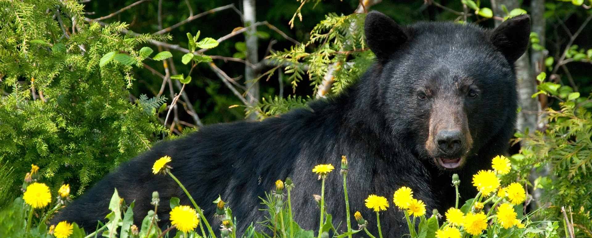 Bear Viewing - British Columbia with Kids 