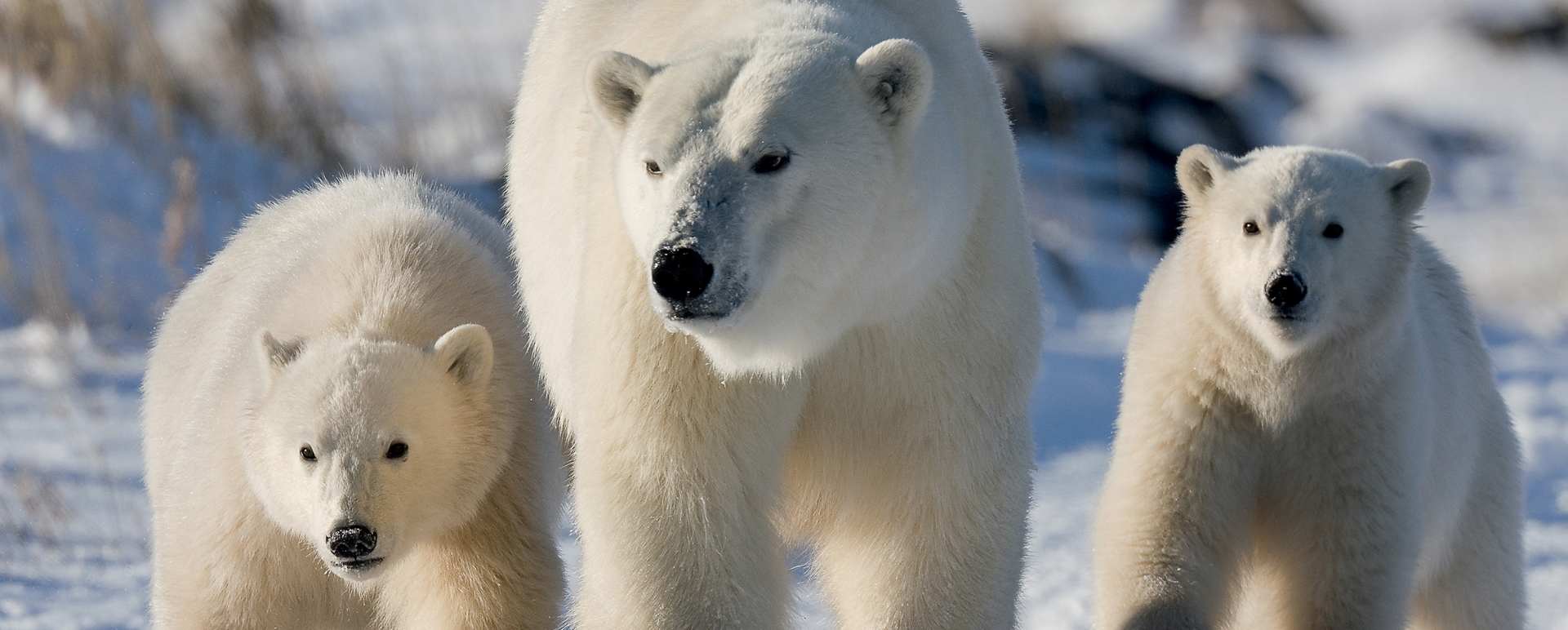 Mother Polar Bear with her cubs 