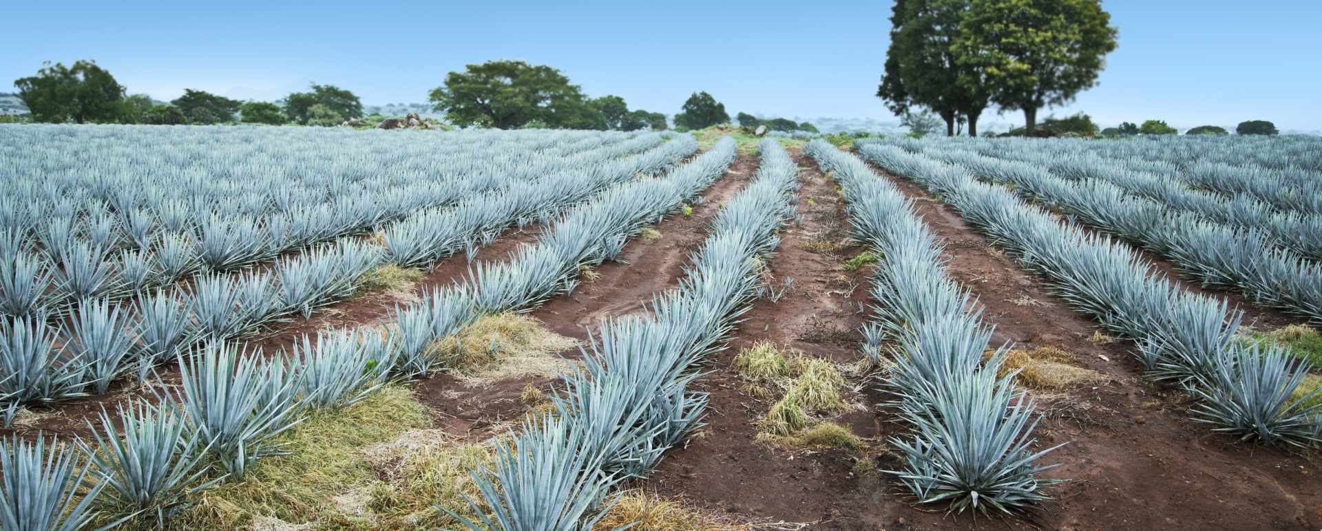 Tequila