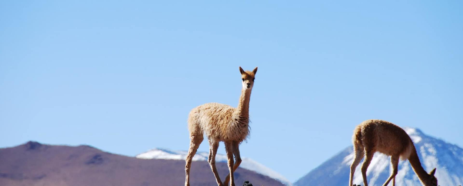Vicunas - Alto Atacama Desert Lodge & Spa