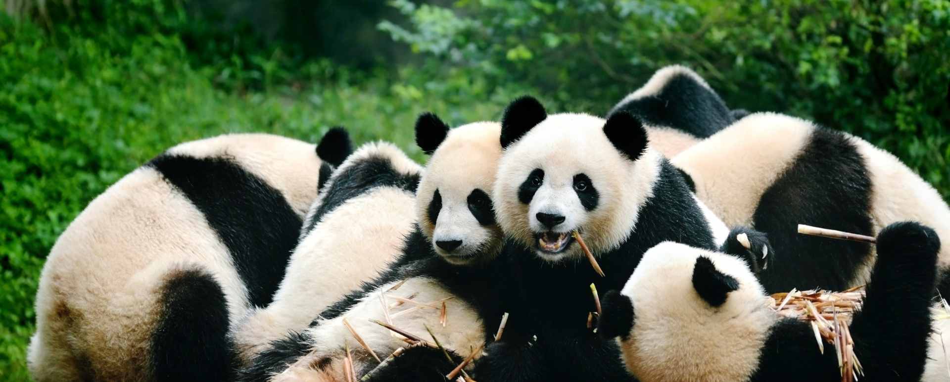 Full Day Tour of Chengdu
