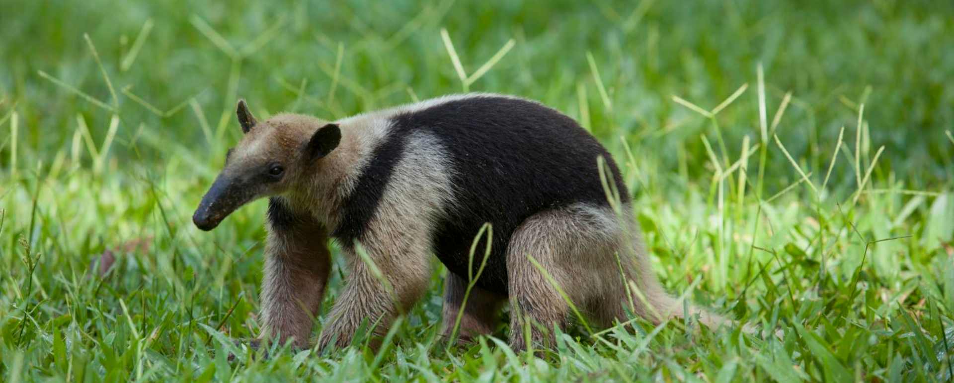Ant eater - Playa Cativo