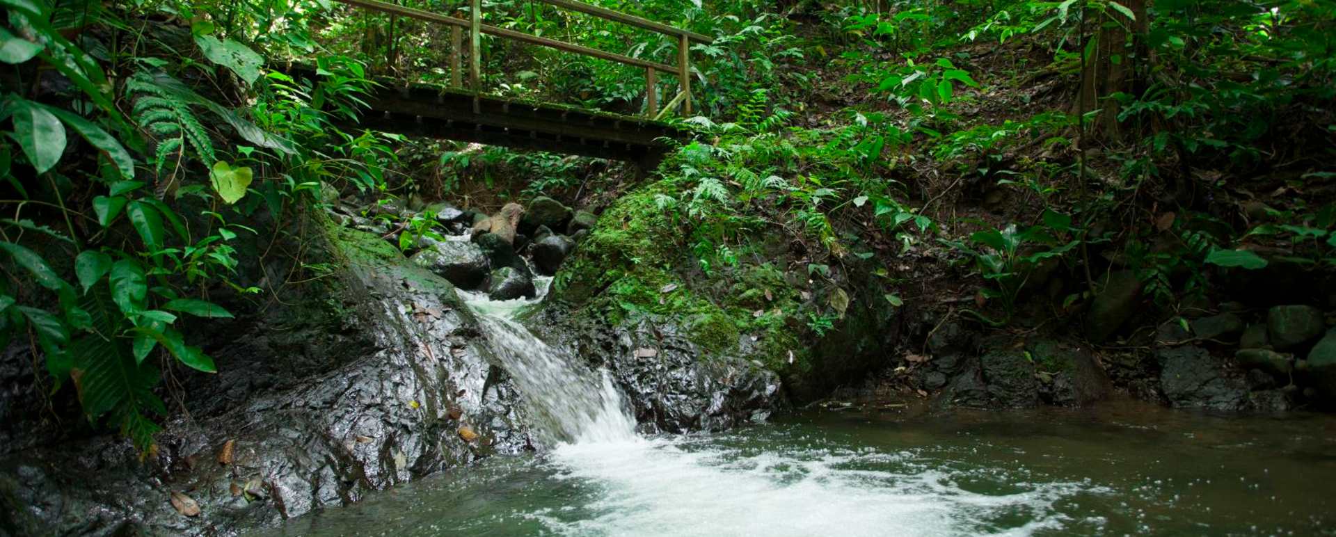 Jungle bridge - Playa Cativo