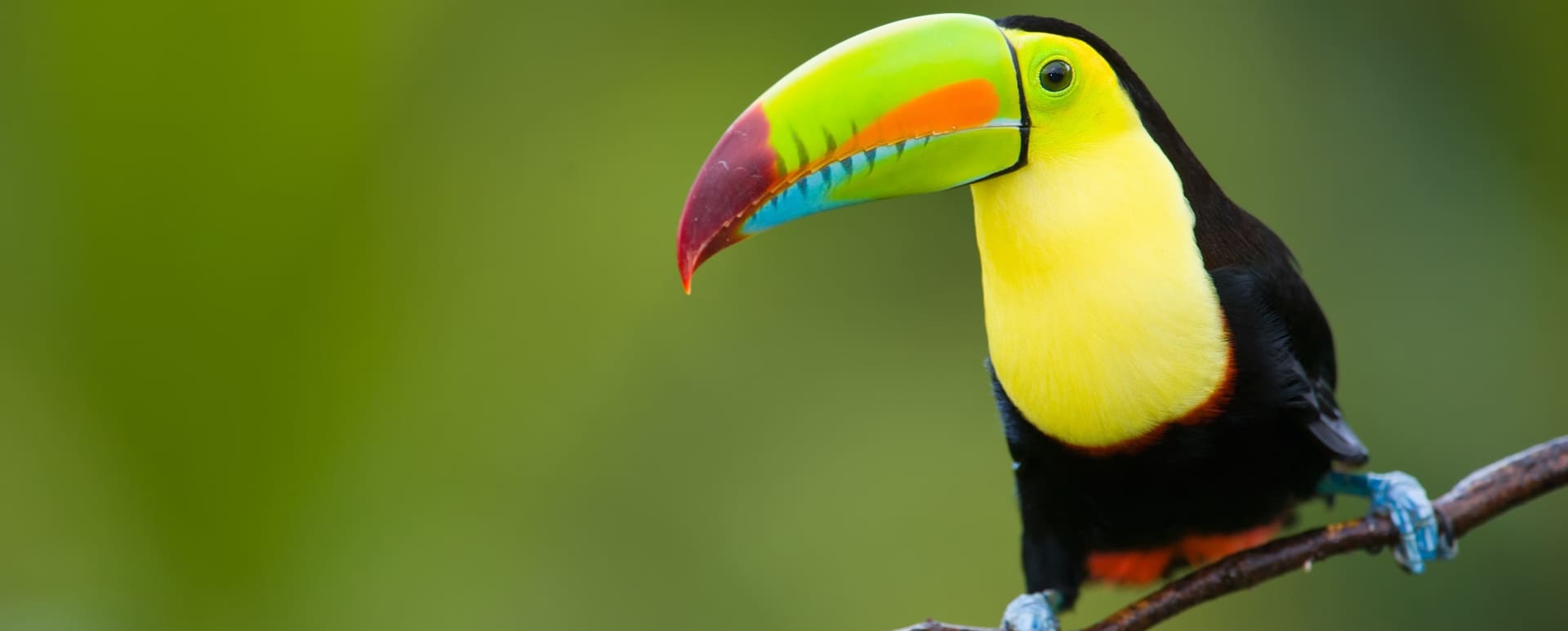 Spot Vibrant Toucans 
