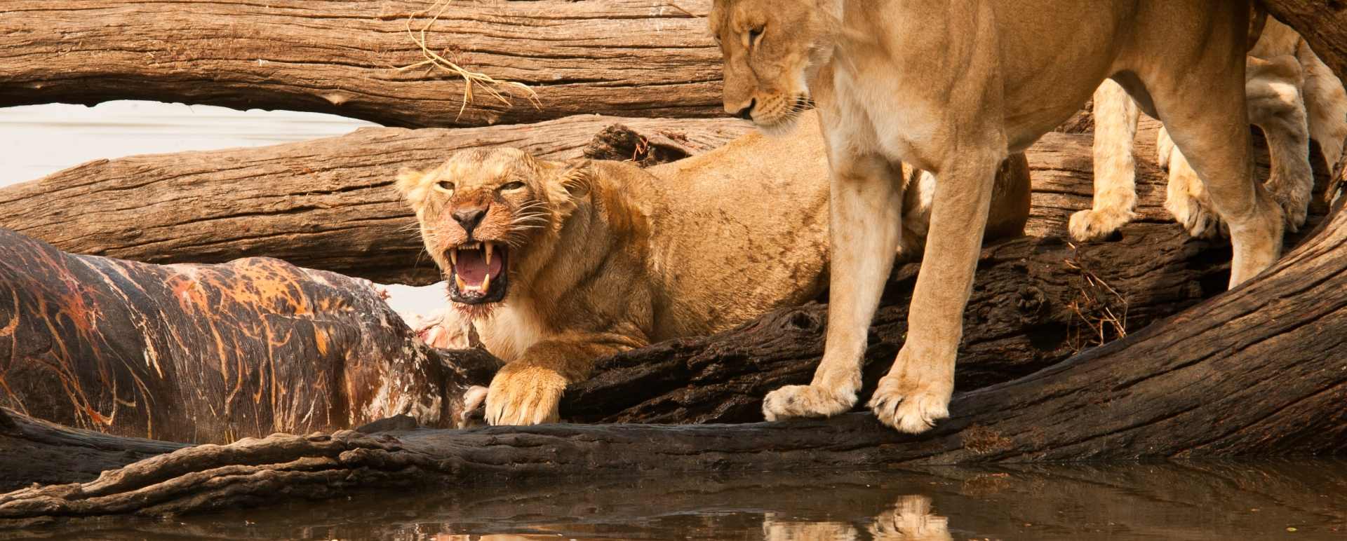Ruaha National Park