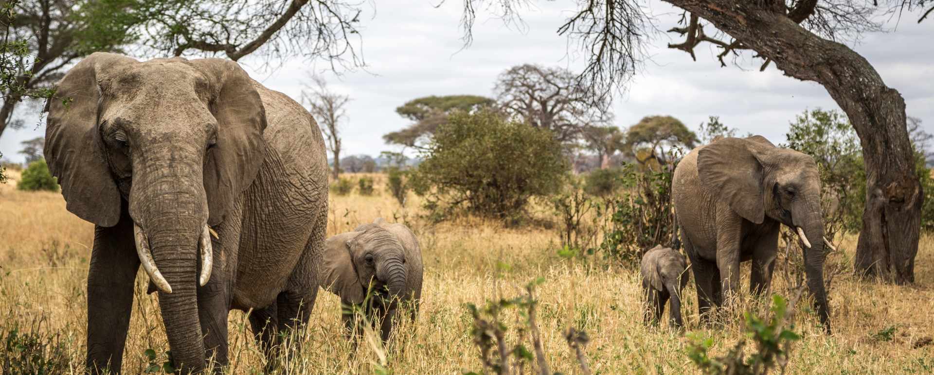 Tarangire National Park