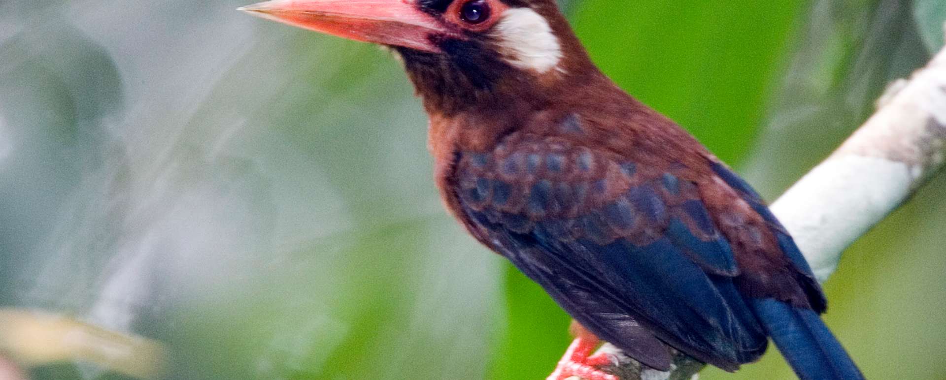 Bird life - Napo Wildlife Centre