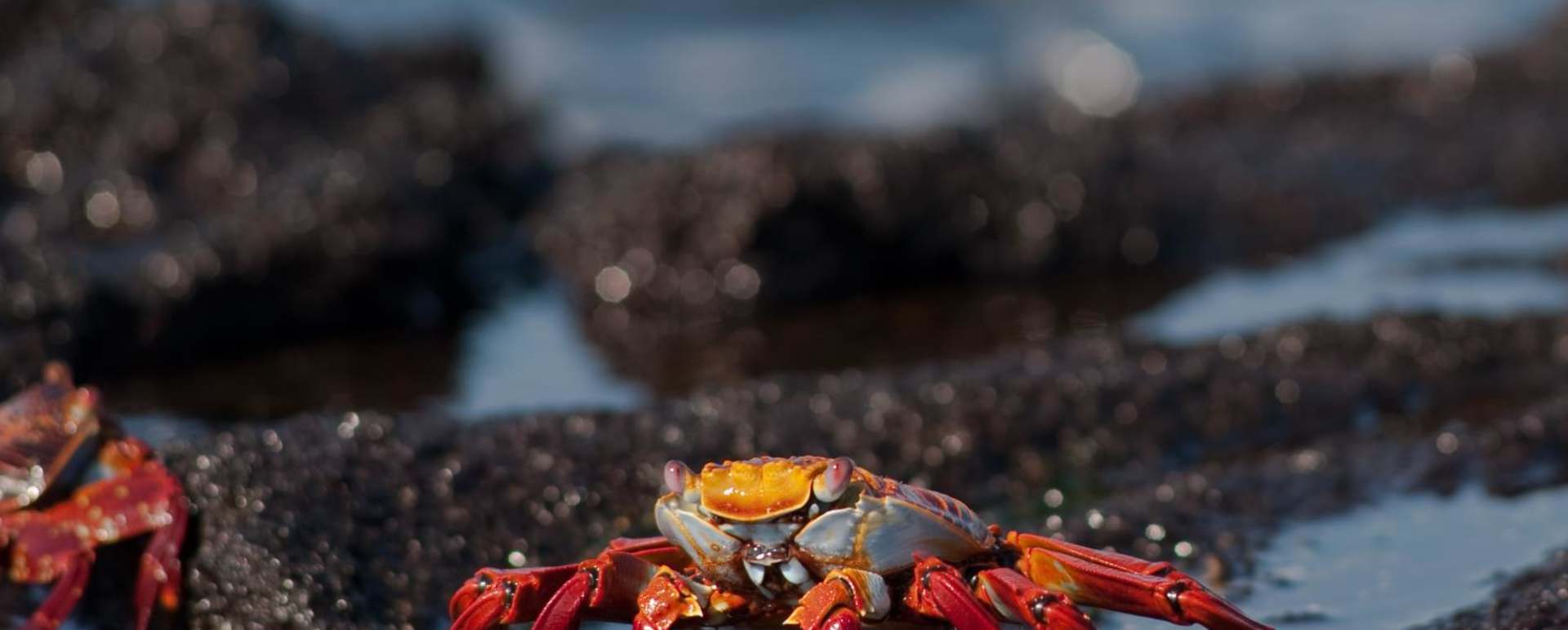 Red rock crab - M/V Origin Galapagos