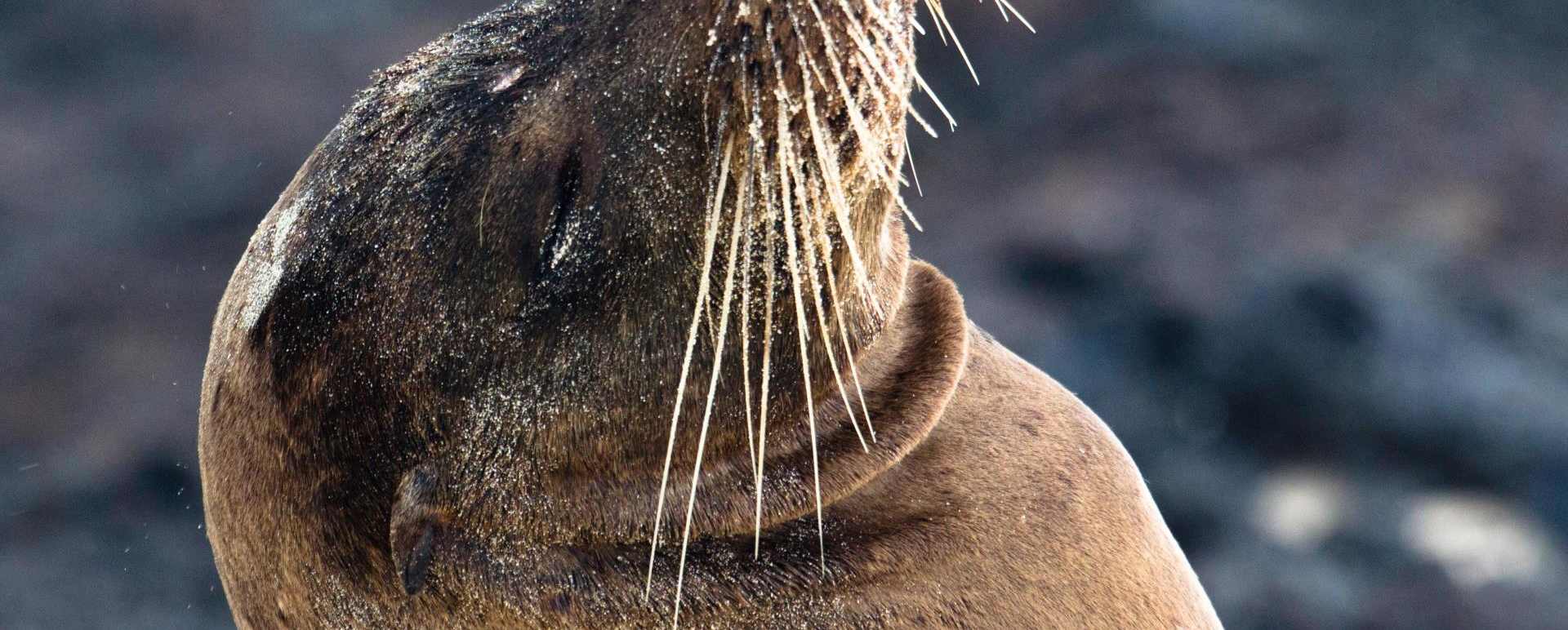 Sea lion  - M/V Origin Galapagos