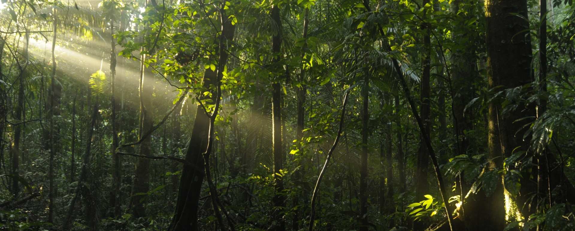 The Amazon 