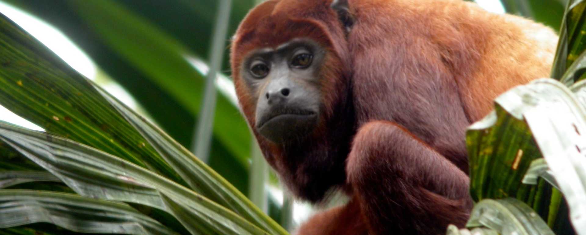 Wildlife 