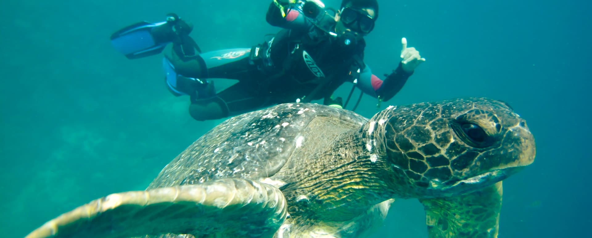 Diving with sea turtles