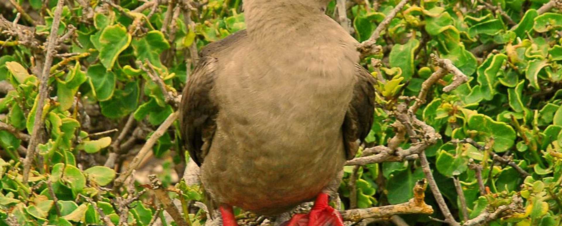 Ecuador and Galapagos with Kids 
