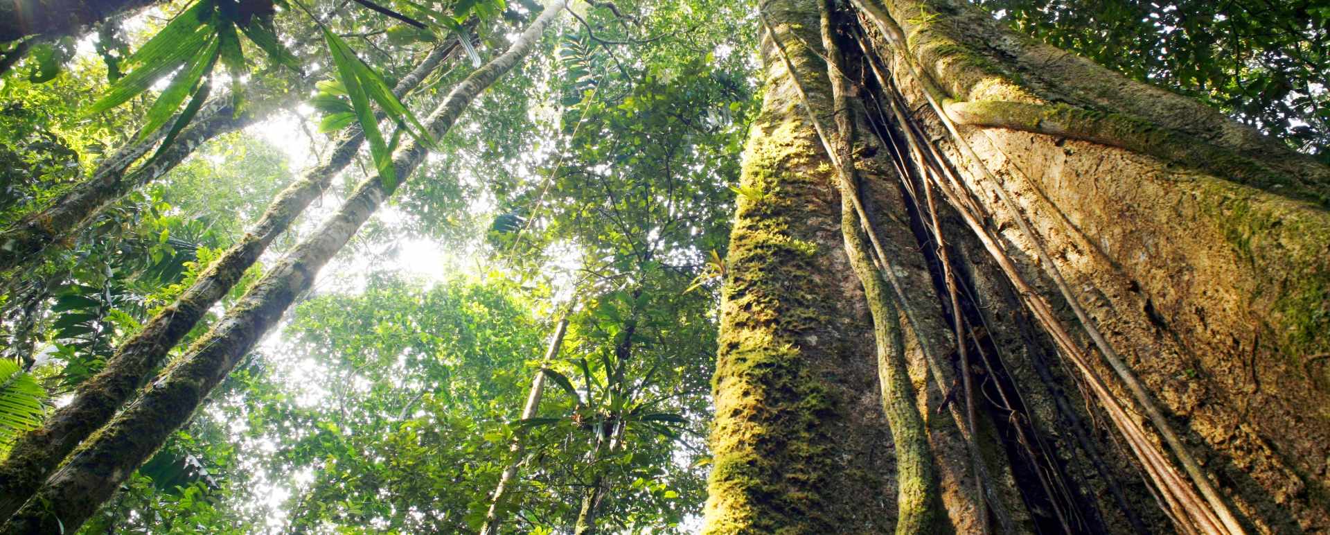 Amazon Rainforest  