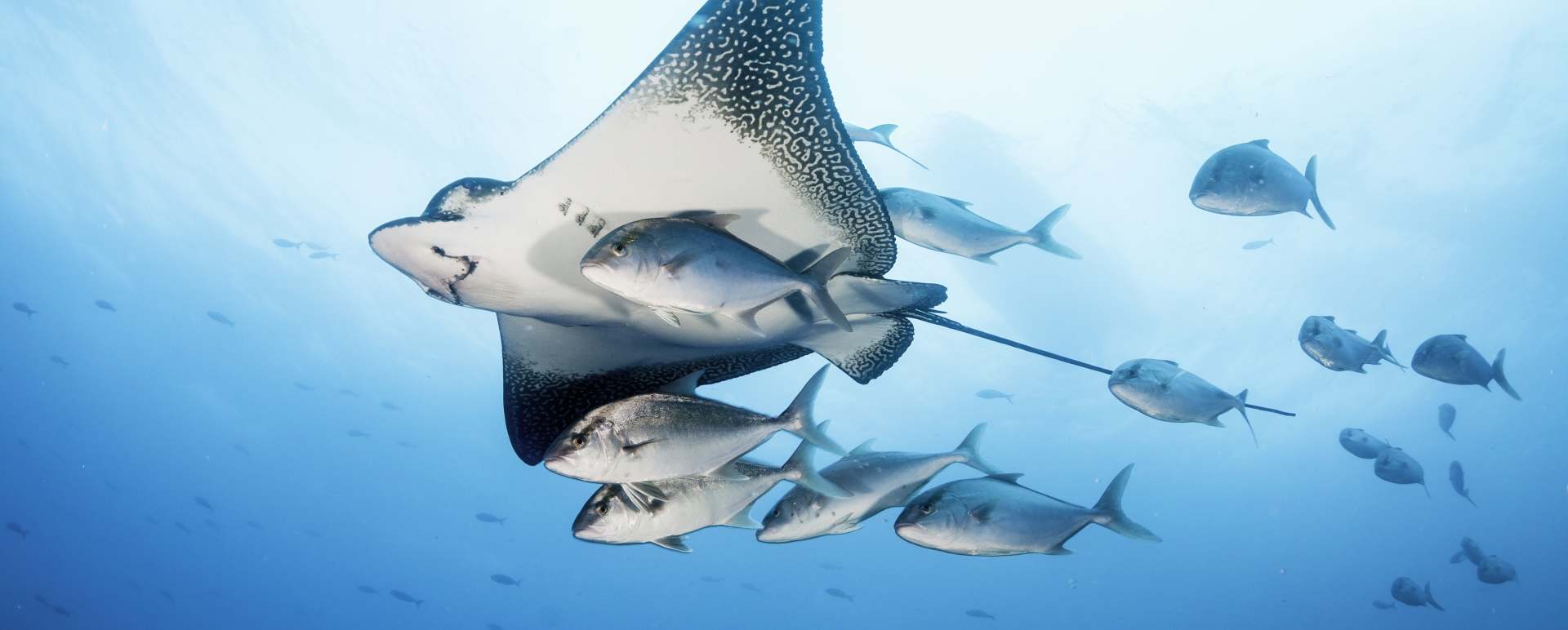 Epic Ecuador and Galapagos  
