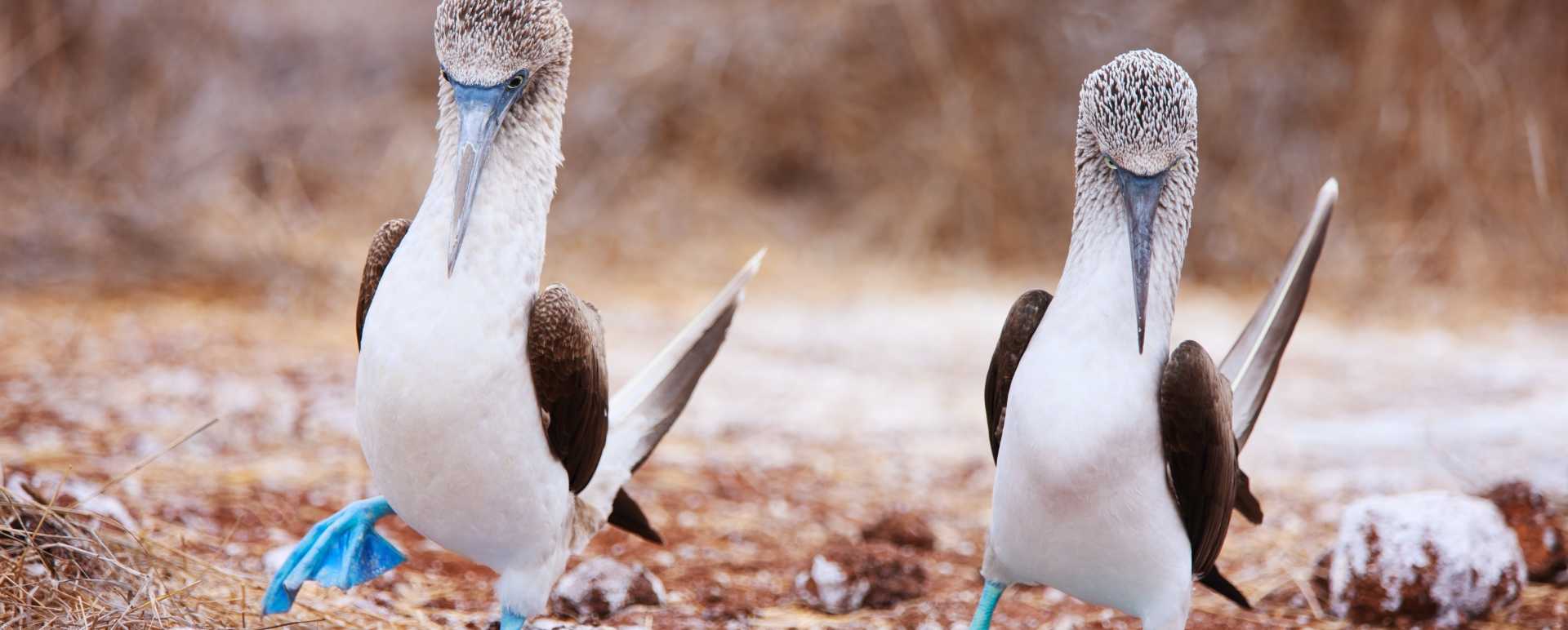 Epic Ecuador and Galapagos 