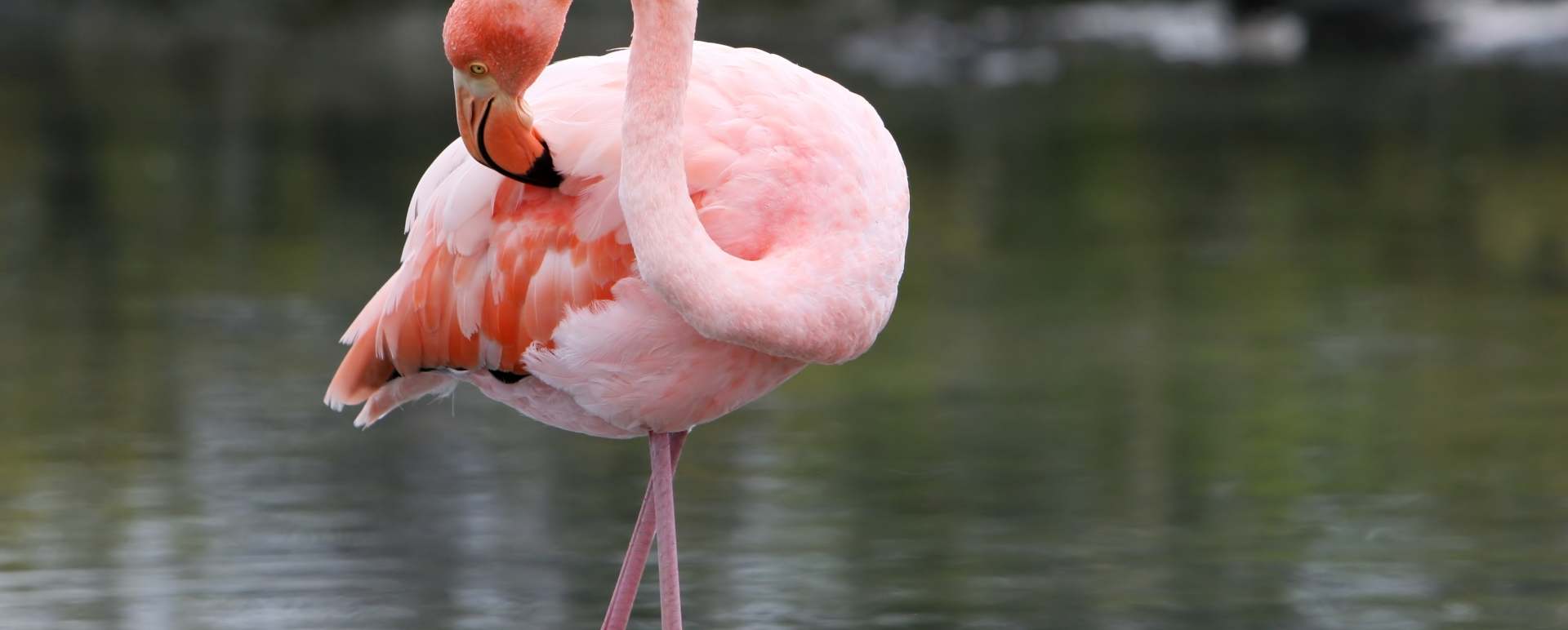 Flamingo - Ecuador and Galapagos Honeymoon