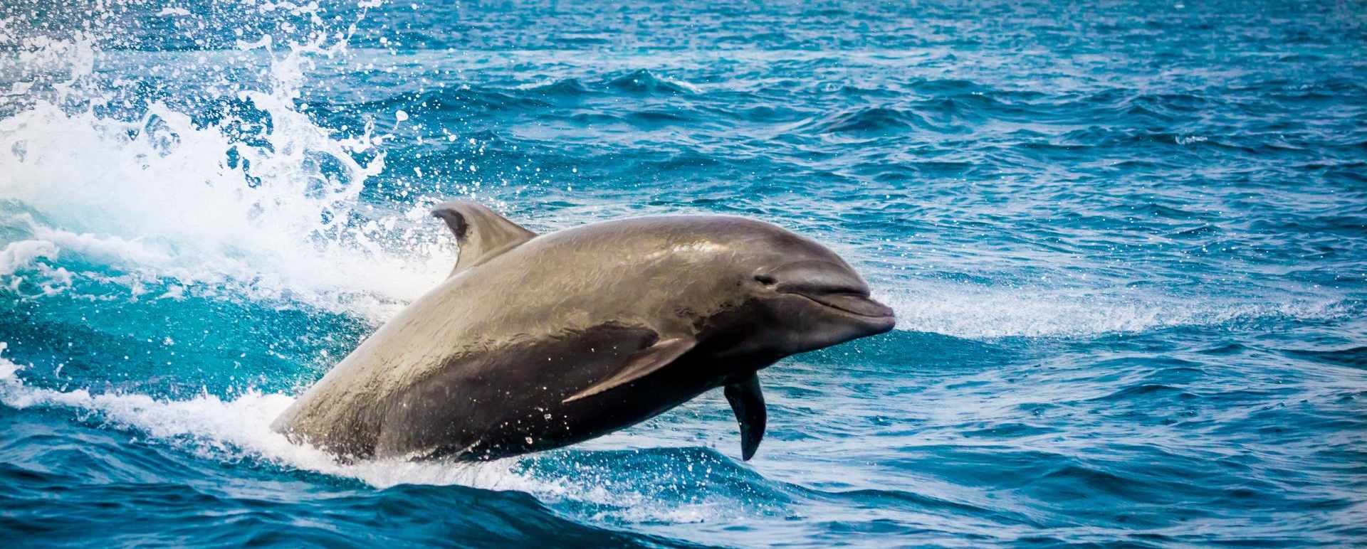 Dolphin in the Galapagos 