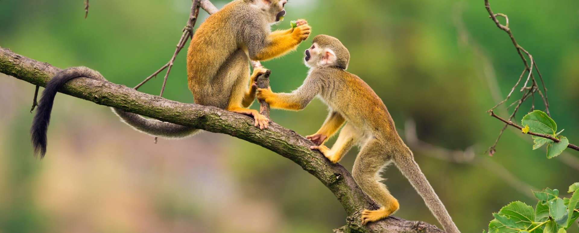 Squirrel monkeys - Family Ecuador & Galapagos Islands Adventure