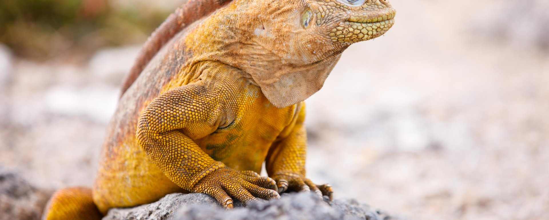 Land Iguana - Family Ecuador & Galapagos Islands Adventure