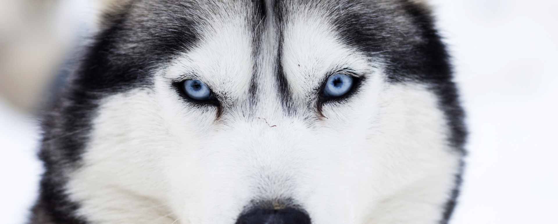 Husky safari at Beana Laponia