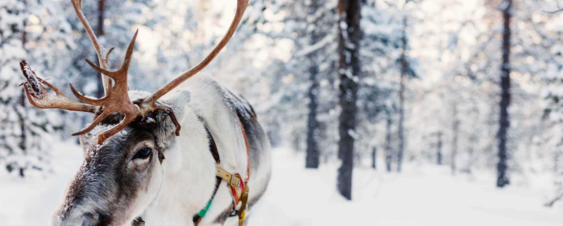 Reindeer farm