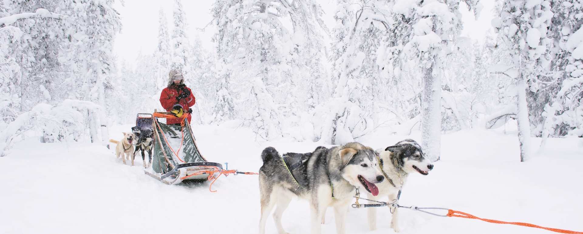 Huskies - A magical trip to visit Father Christmas