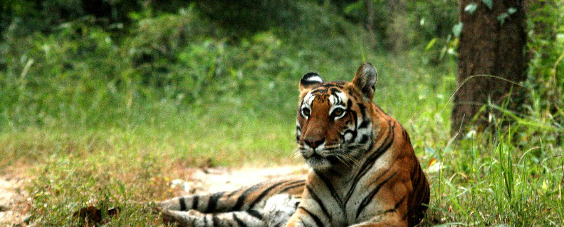 Tiger Sighting - Flame of the Forest