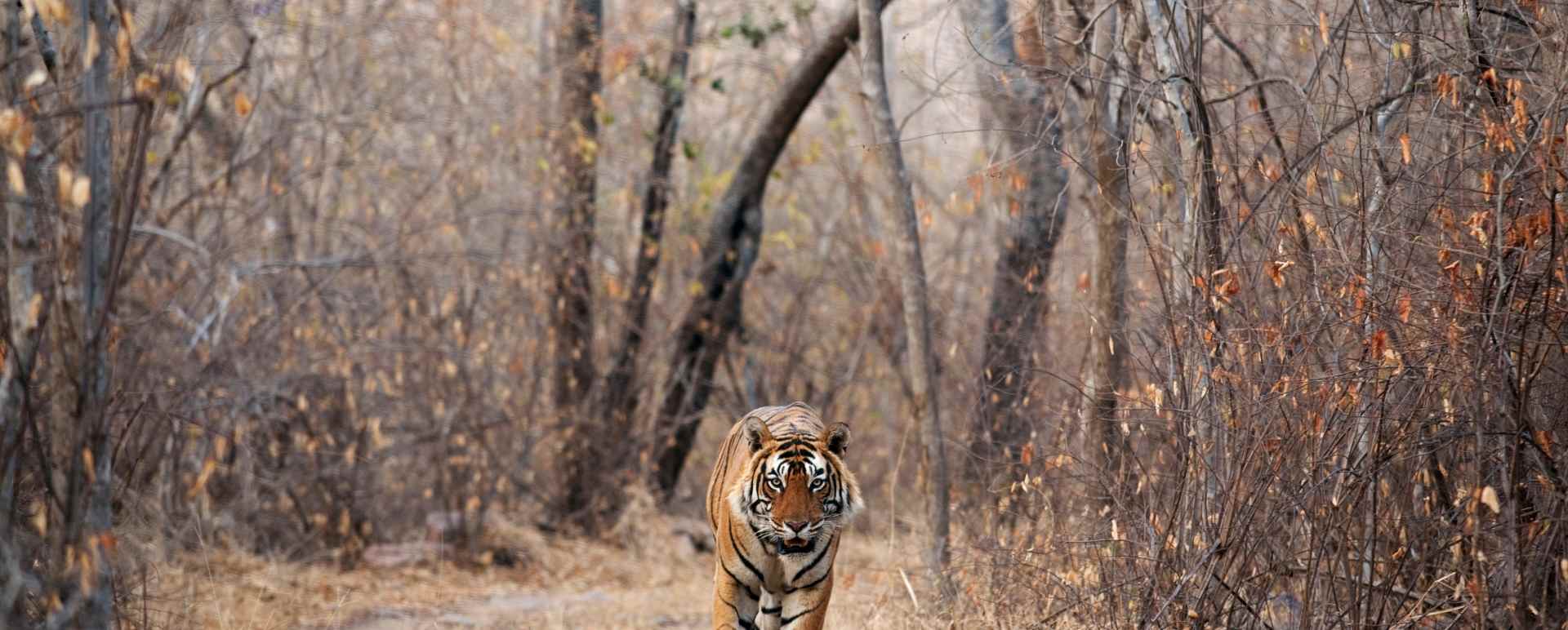 Tiger Tiger - Suján Sher Bagh