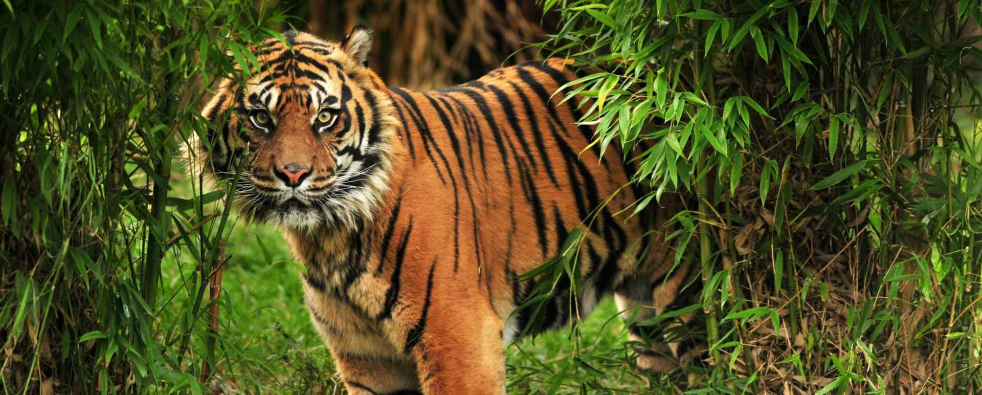 Game Drives in Bandhavgarh