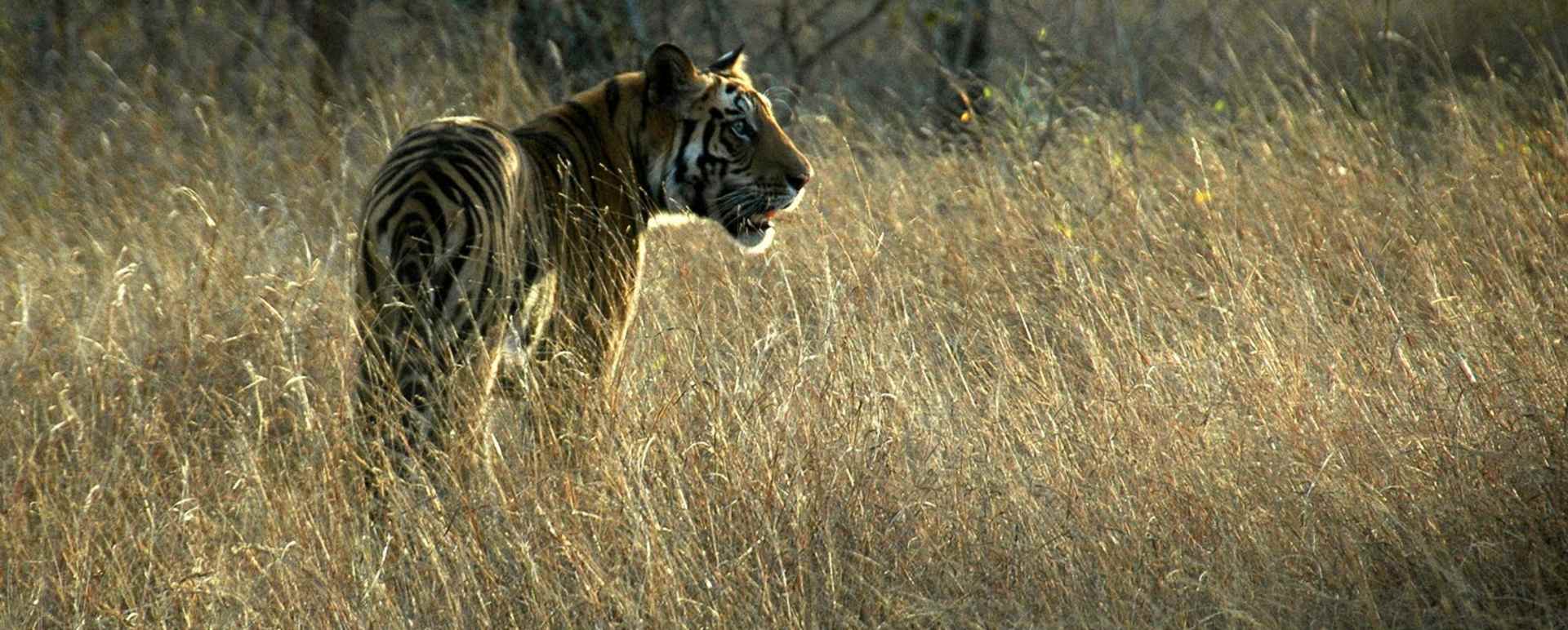 Game Drives in Kanha