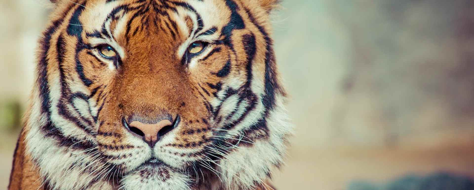 Game Drives in Pench