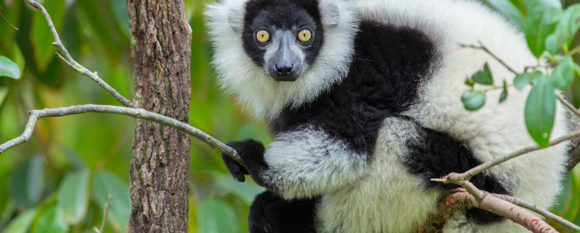 Ranomafana National Park