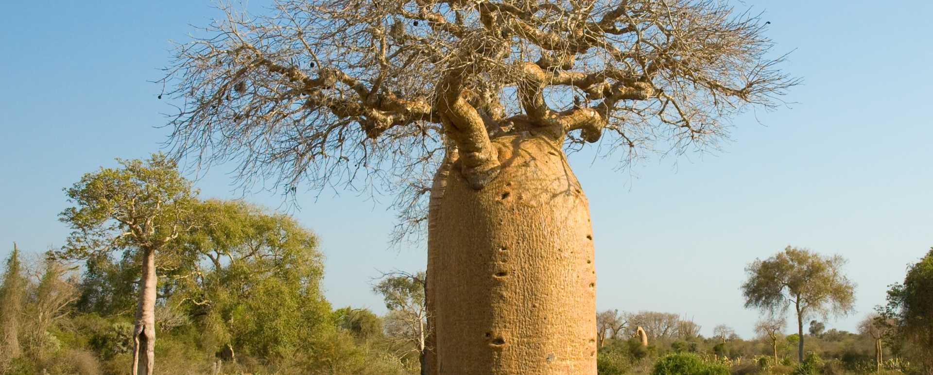 Toliara Ifaty